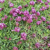 Image of Trifolium parryi