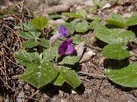 Cologania obovata image