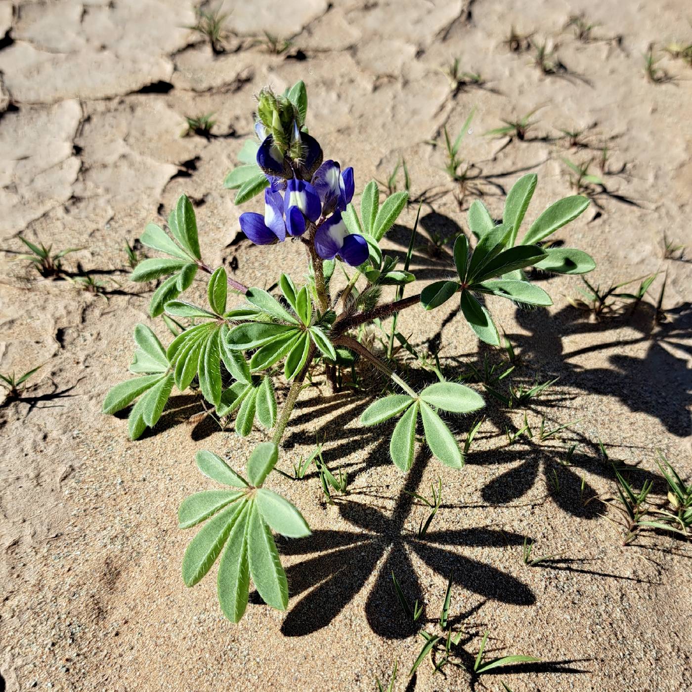 Lupinus pusillus image