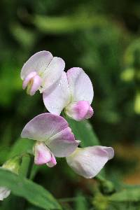 Lathyrus latifolius image