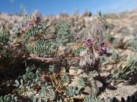 Dalea mollissima image