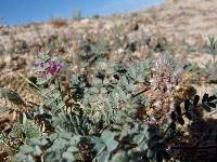 Dalea mollissima image