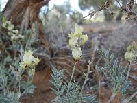 Astragalus humistratus image