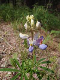 Lupinus neomexicanus image