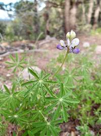 Lupinus neomexicanus image