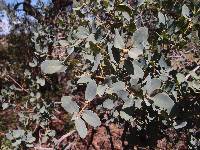 Quercus oblongifolia image