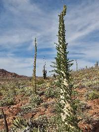 Fouquieria columnaris image