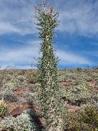 Fouquieria columnaris image