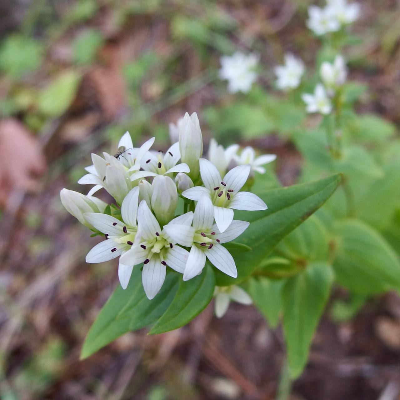 Gentianella microcalyx image