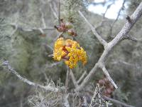Image of Ribes tortuosum