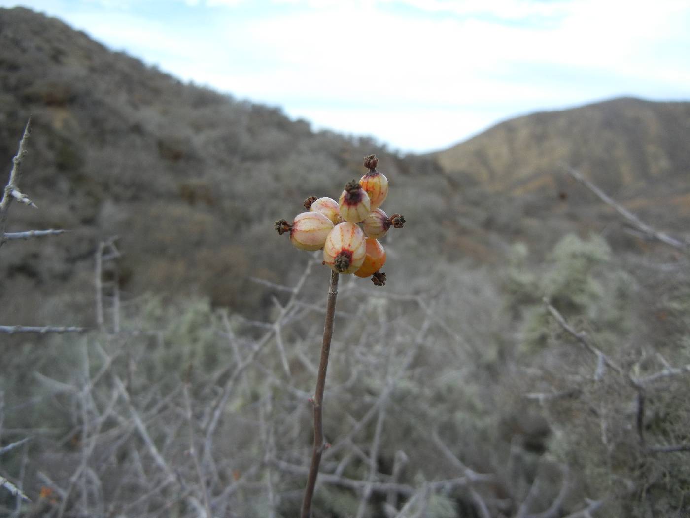 Ribes tortuosum image