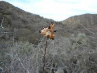Ribes tortuosum image
