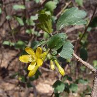 Ribes aureum image