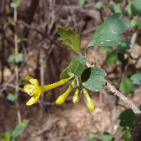 Ribes aureum image