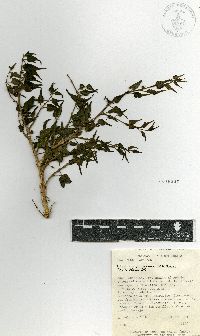 Talayotea trachyantha image