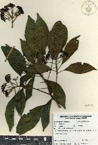 Dendropanax arboreus image