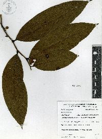 Guatteria amplifolia image