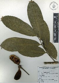 Cymbopetalum baillonii image