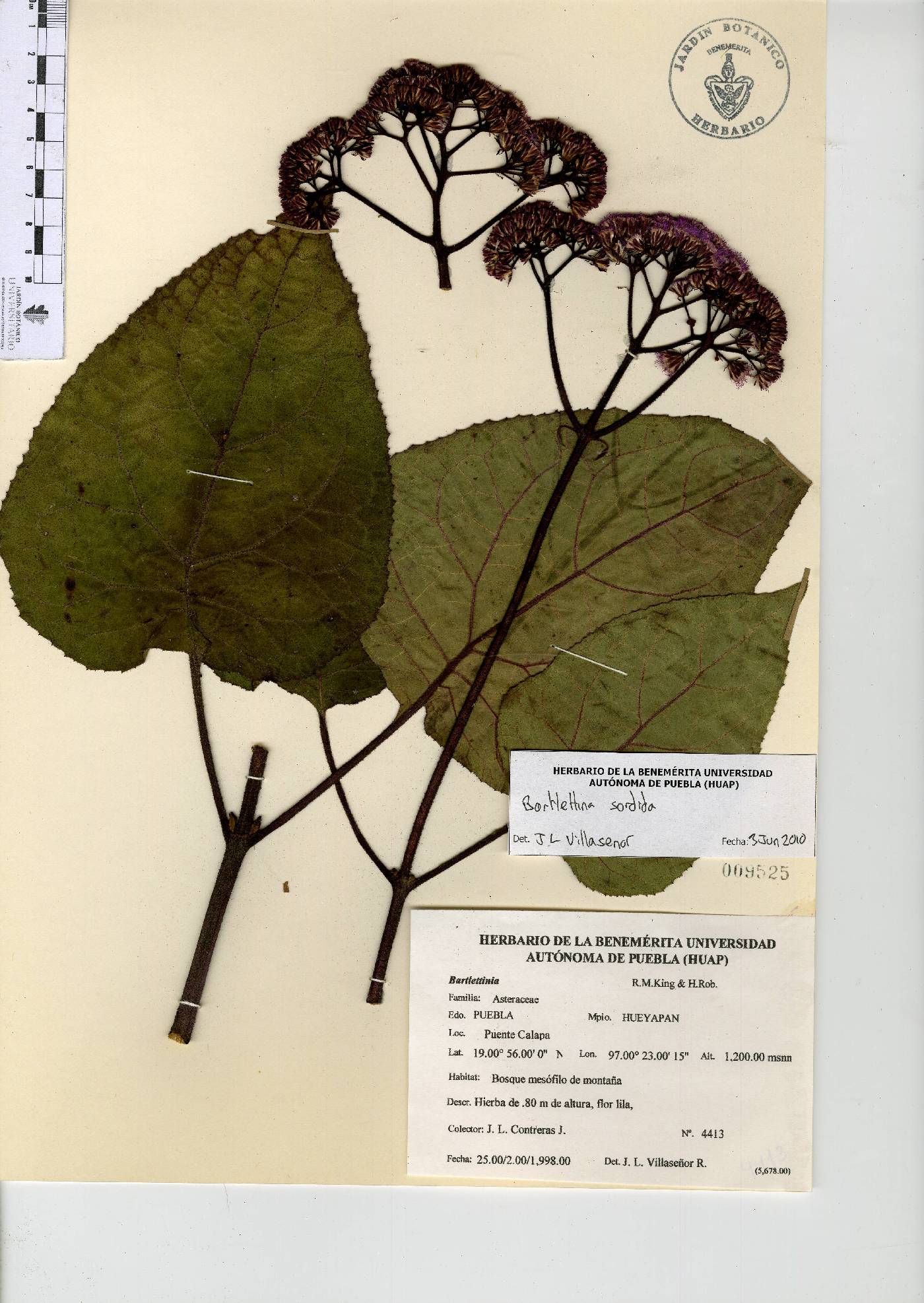 Bartlettina sordida image