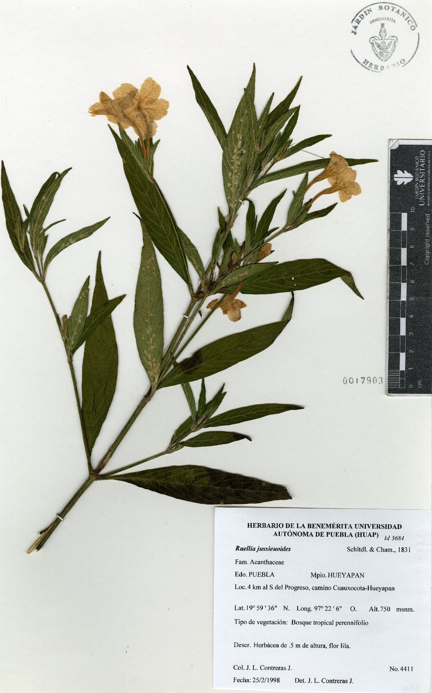 Ruellia jussieuoides image