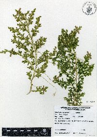 Selaginella stenophylla image