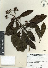 Dendropanax arboreus image