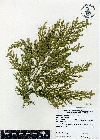 Selaginella stellata image