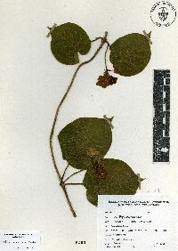 Matelea velutina image