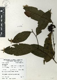 Guatteria amplifolia image