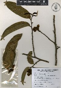 Cymbopetalum baillonii image