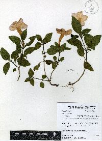 Image of Ruellia longituba