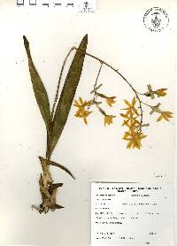 Prosthechea vitellina image