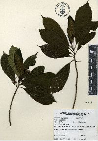 Saurauia leucocarpa image
