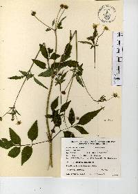 Bidens alba var. radiata image