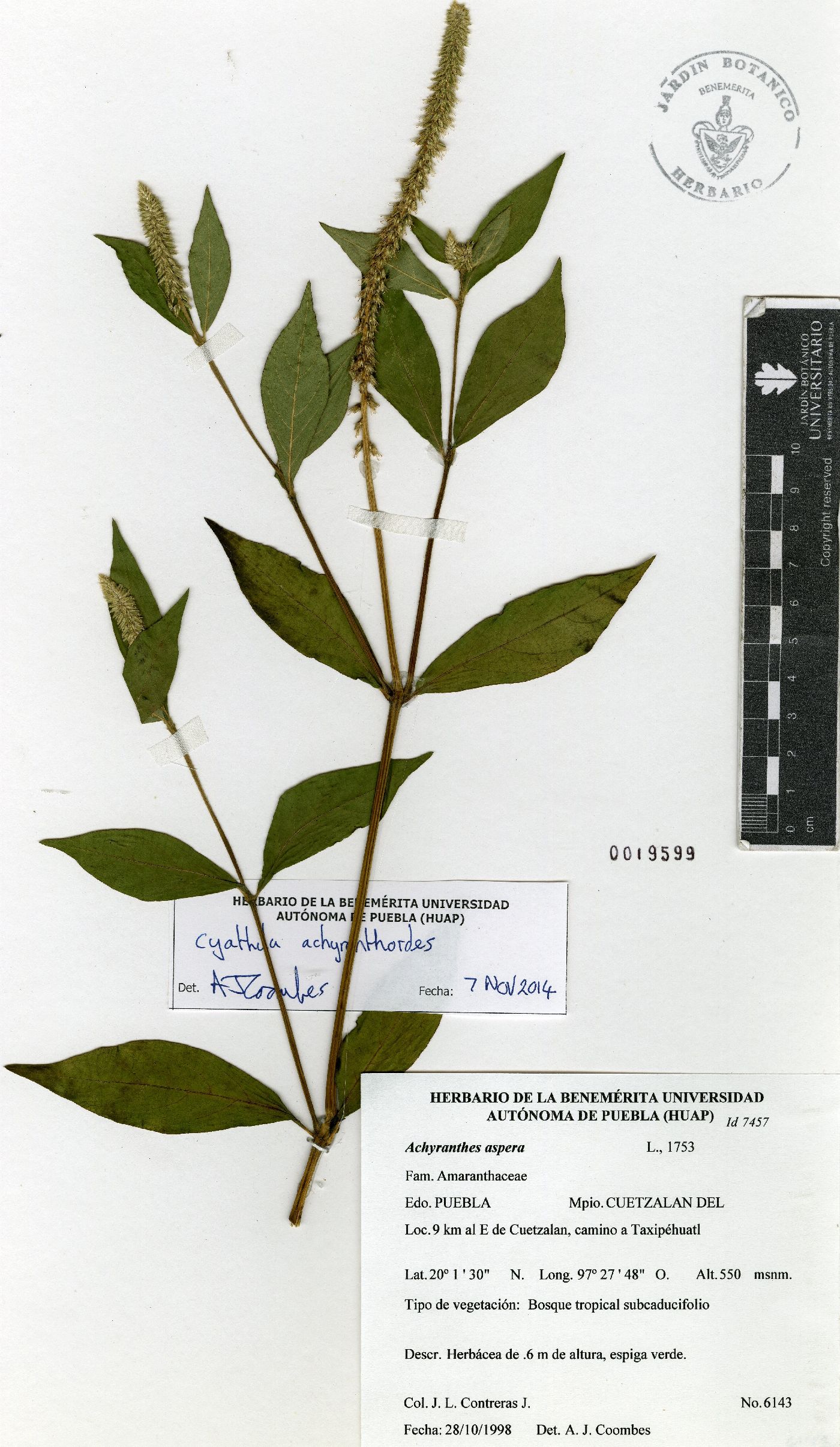 Cyathula achyranthoides image