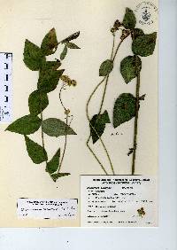 Alloispermum scabrum image