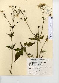 Bidens alba var. radiata image