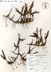 Prosthechea pseudopygmaea image