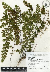 Adiantum capillus-veneris image