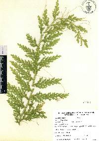 Selaginella stellata image