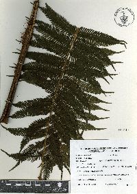 Sphaeropteris myosuroides image