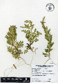 Selaginella stenophylla image