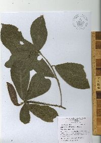 Ocotea macrophylla image