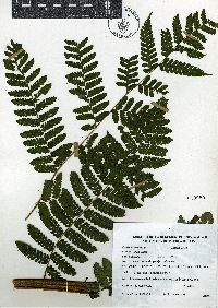 Cyathea schiedeana image