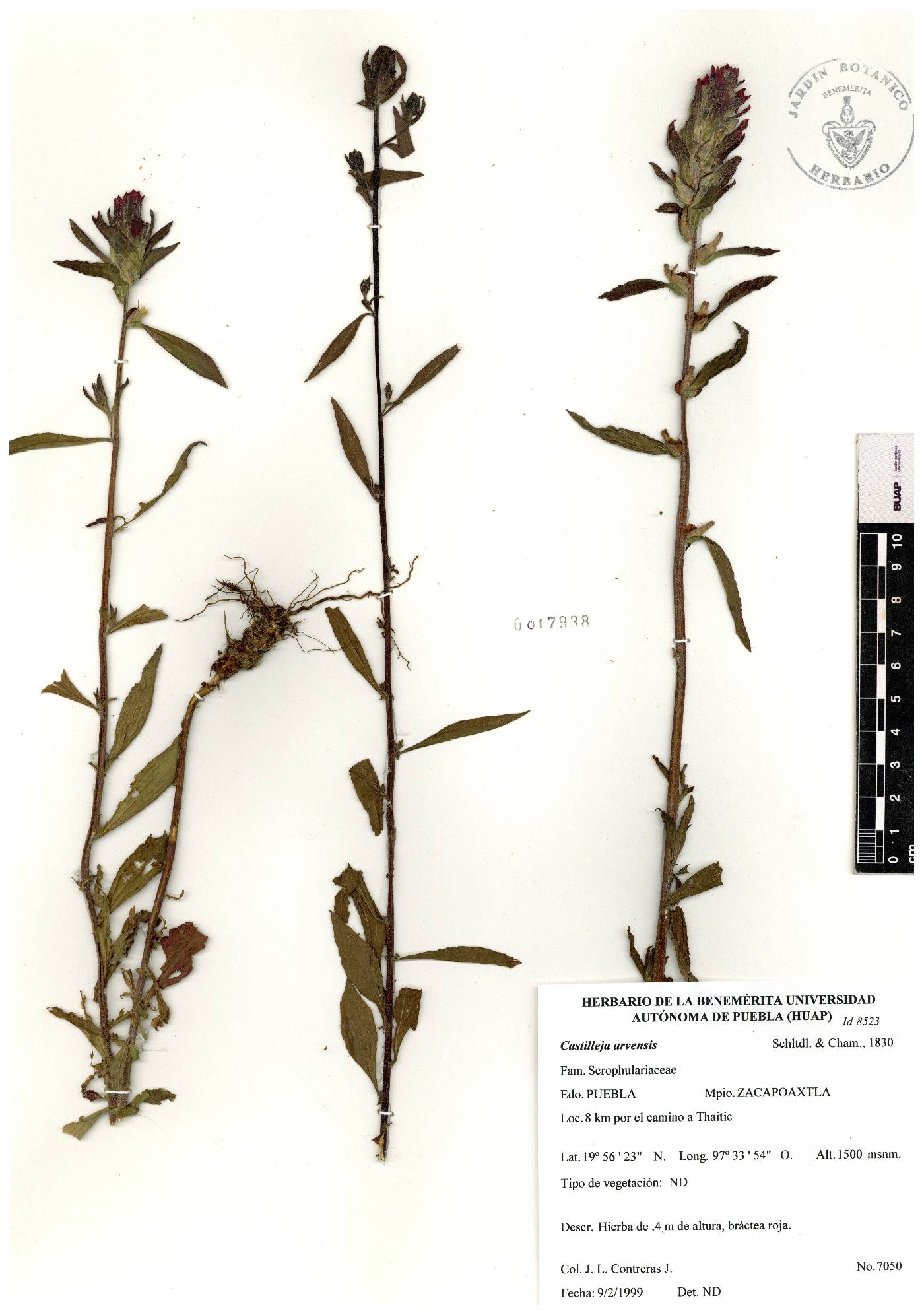 Castilleja arvensis image