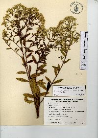 Baccharis multiflora var. multiflora image