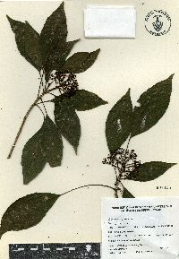 Dendropanax arboreus image