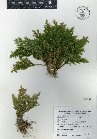 Selaginella pallescens image