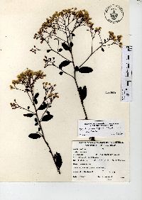 Baccharis multiflora image