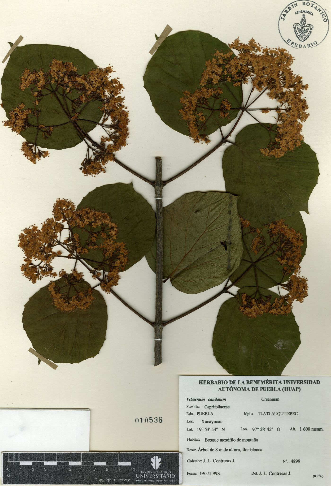 Viburnum caudatum image